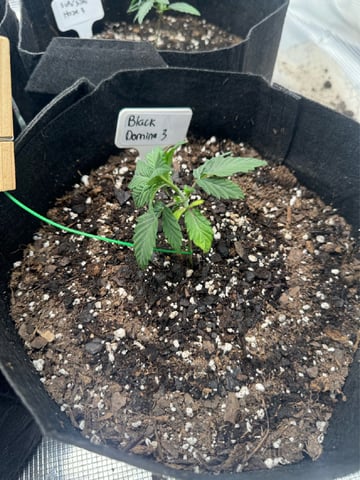 SSH and BD — vegetative, day 21