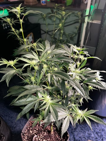 clones — flower, day 68