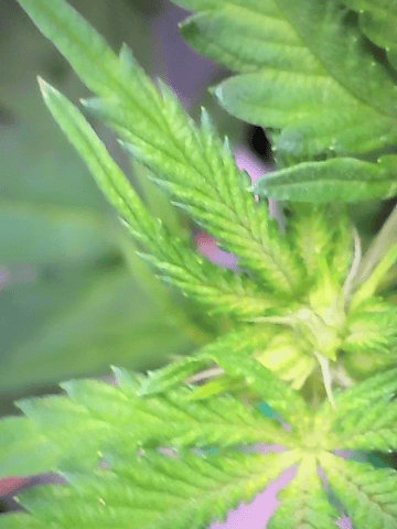 Looking for advice! — flower, day 54