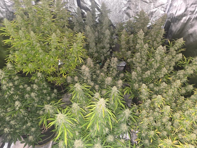 2nd Autoflower Indoor Grow — flower, day 87