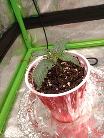 All Aboard!!! — seedling_rooting, day 11