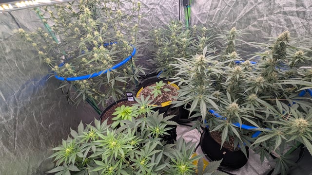Mixed Grow — grow_setup, day 58