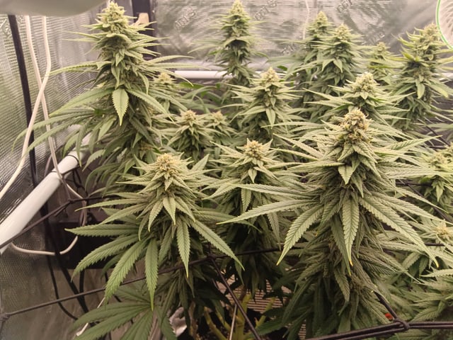 Starfighter/Ohio Guptilla Hybrid — flower, day 23