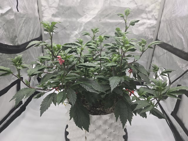 Super Dirty Wedding — vegetative, day 53