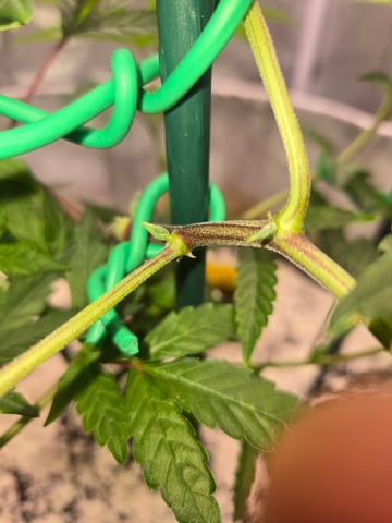 Looking for advice! — vegetative, day 29