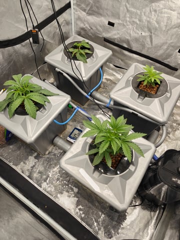 indoor grow 1 — vegetative, day 27