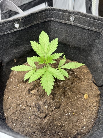 Random Seed — vegetative, day 14