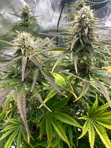 First ever grow — flower, day 4