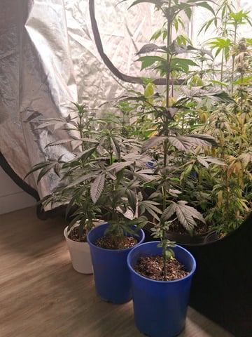 Panama Red Regular Jamaican Landraces — flower, day 20