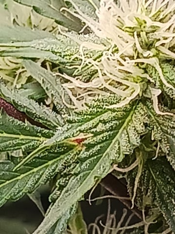 black gorilla feminized  — flower, day 28