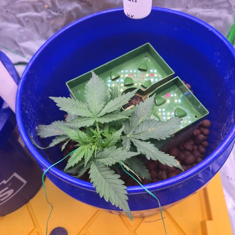 Fastbuds Autoflower Run — vegetative, day 21