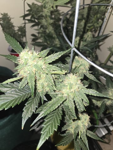 high octane x holy grail  — auto, day 26