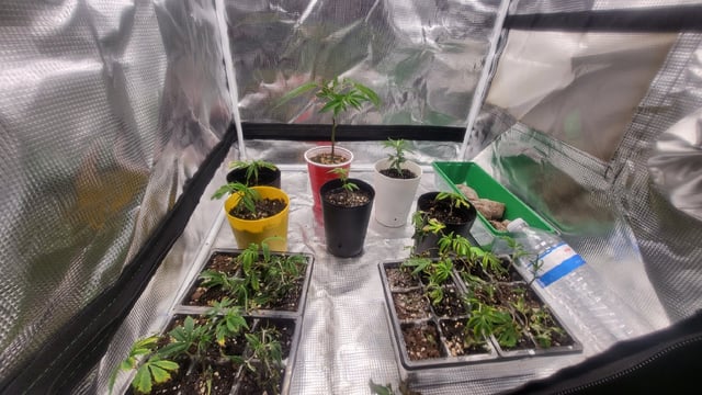 2x2x4 — vegetative, day 36