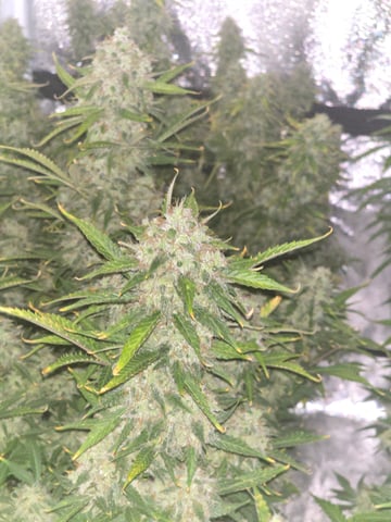 2nd Autoflower Indoor Grow — flower, day 88