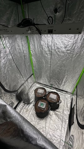 The Perm x Guava Auto — germination, day 2