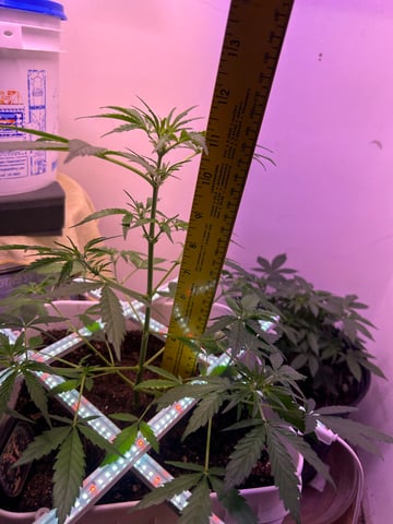 Gigawatt  — vegetative, day 69