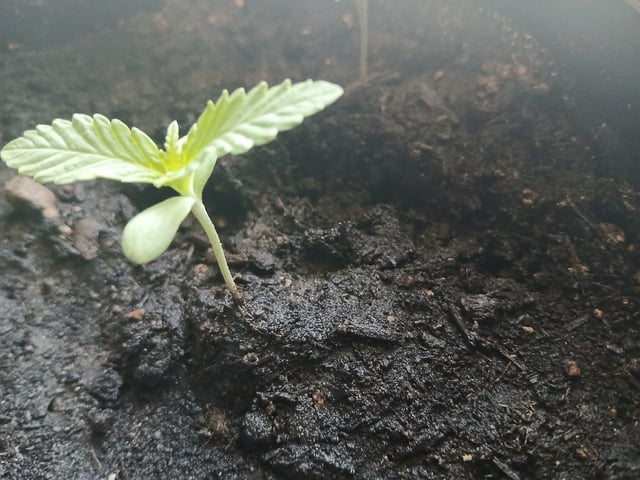 Vegetative  — seedling_rooting, day 7