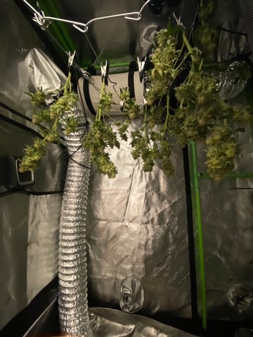 Amnesia Haze (First Ever Grow) — harvest, day 137