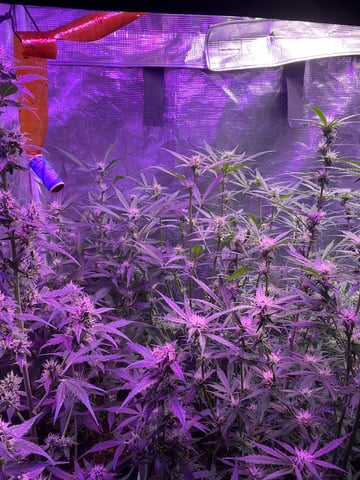 Banana  — auto, day 53