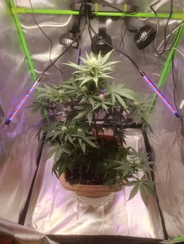 Purple Amnesia Autoflower — flower, day 53