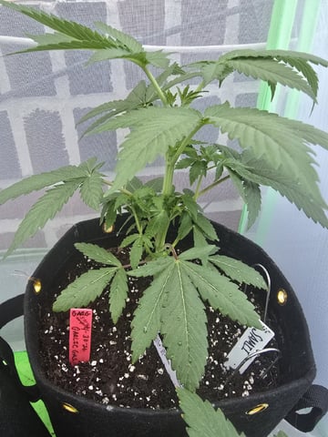 Garlic Gas - Fem Photo — vegetative, day 35
