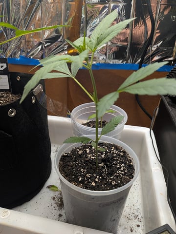 Mendo Frost / Gorilla Cookie / Banana Purple Punch  — seedling_rooting, day 17