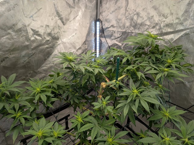White Widow? — flower, day 28