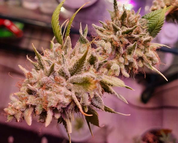 missing pieces — flower, day 140