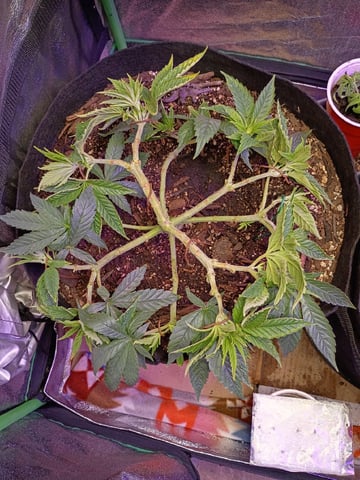 Purple Plum Perfect 💜 & 2 Grape Runtz 🍇 Mainlining garden.  — vegetative, day 117