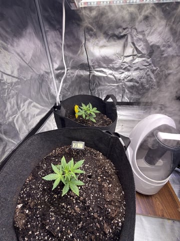 Grow #2 — vegetative, day 32