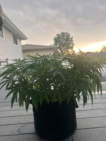 Wedding cake & Indoor Wedding Cake Clones — flower, day 1