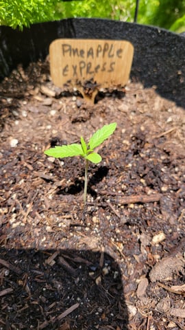 pineapple express auto