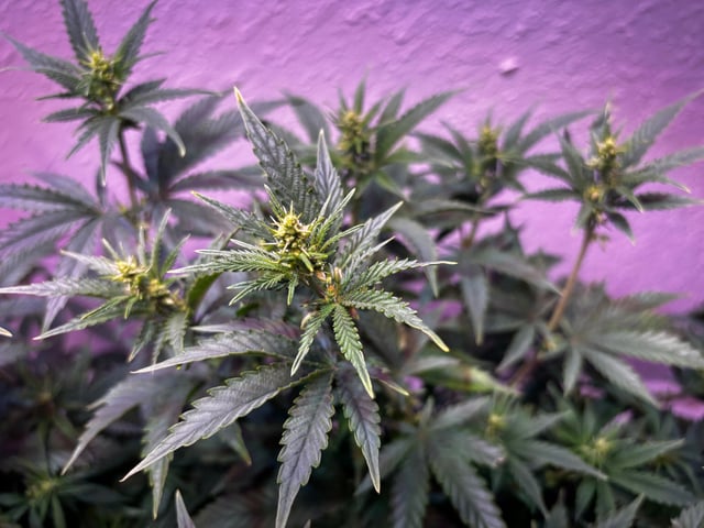 Fruity Pebbles Males — flower, day 11