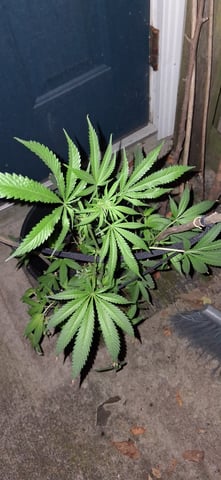 blueberry funk — flower, day 100