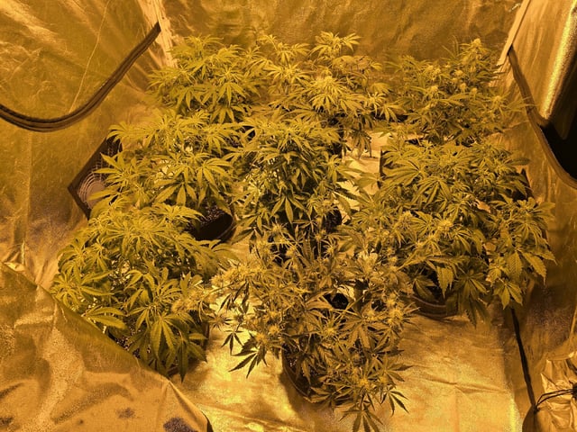 Autos AGAIN — flower, day 48