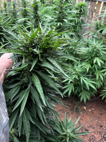 Outdoor Grow — flower, day 156