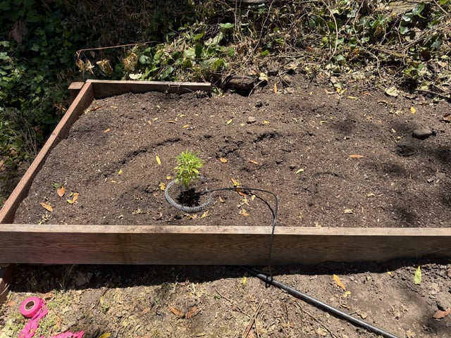 Finn — vegetative, day 22