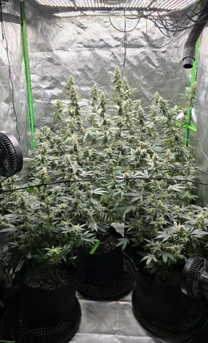 SGC And GWS Clones — flower, day 39