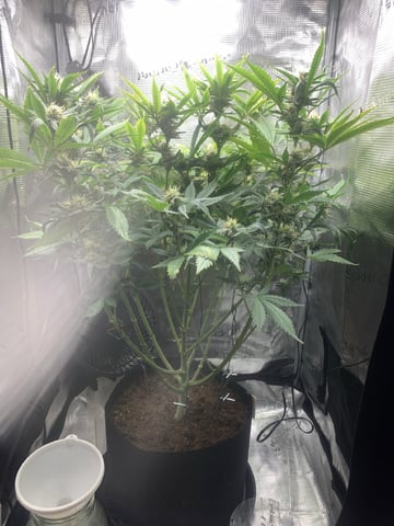 Blackberry Moonrocks (First Grow) — flower, day 37