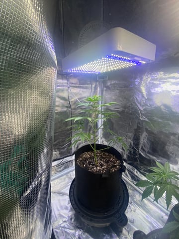 indoor 2 — vegetative, day 40