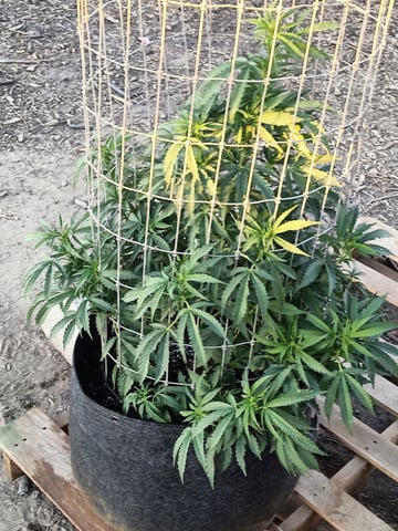 first 4 — flower, day 27