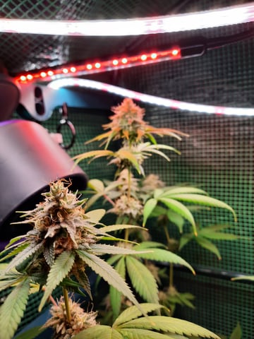 missing pieces — flower, day 102