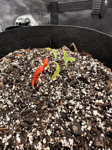 Gorilla Cookies — 1st Grow — vegetative, day 23