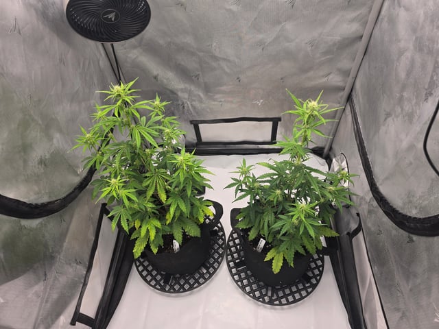 Dream beans burnt garlic — flower, day 35