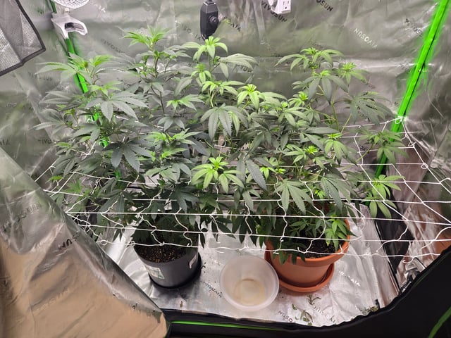 Evermore clones — flower, day 42