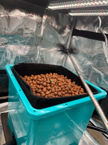 Auto Flower #1 — seedling_rooting, day 7