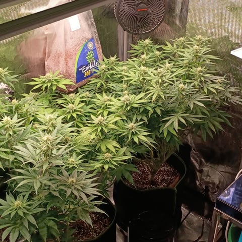 TentPlantLightFan — flower, day 97