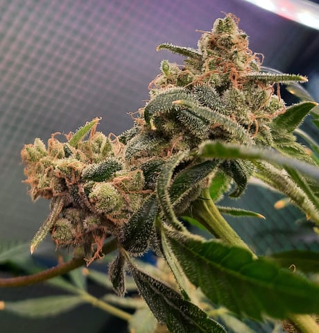 Blackberry kush — flower, day 131
