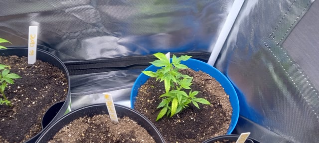 frst grow tent grow — vegetative, day 13