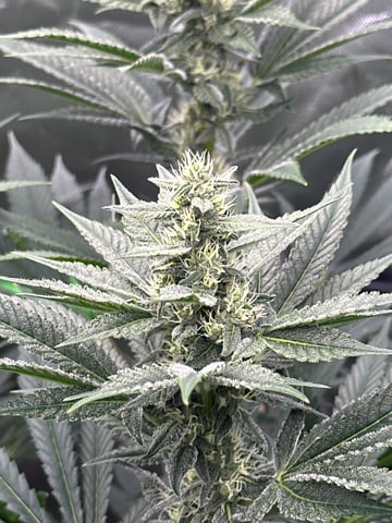 First grow — flower, day 73